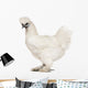White Silkie, 6 months old, standing against white background Wall Decal