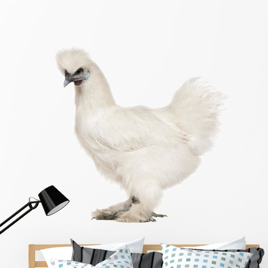 White Silkie, 6 months old, standing against white background Wall Decal