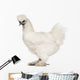 White Silkie, 6 months old, standing against white background Wall Decal