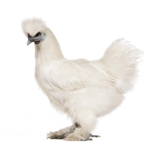 White Silkie, 6 months old, standing against white background Wall Decal