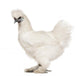 White Silkie, 6 months old, standing against white background Wall Decal