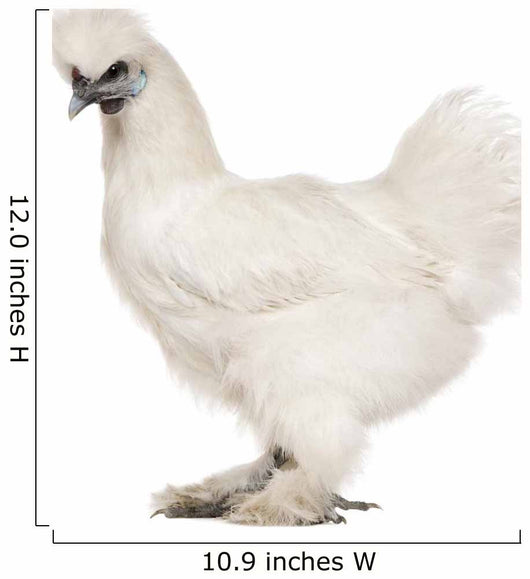White Silkie, 6 months old, standing against white background Wall Decal