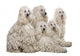 White Corded Standard Poodle Wall Decal