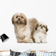 Mother Shih Tzu and Wall Decal