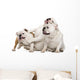 Three English Bulldogs Sitting Wall Decal