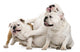 Three English Bulldogs Sitting Wall Decal