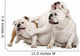 Three English Bulldogs Sitting Wall Decal