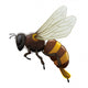 Bee - Insect Wall Decal