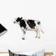 Holstein Cow Against White Background Wall Decal