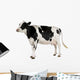Holstein Cow Against White Background Wall Decal