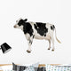 Holstein Cow Against White Background Wall Decal
