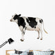 Holstein Cow Against White Background Wall Decal