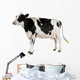 Holstein Cow Against White Background Wall Decal