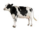 Holstein Cow Against White Background Wall Decal