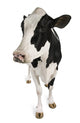 Holstein Cow Wall Decal