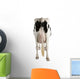 Holstein Cow Against White Background Wall Decal