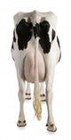 Holstein Cow Against White Background Wall Decal