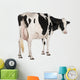 Holstein Cow against White Wall Decal