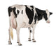 Holstein Cow against White Wall Decal