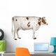 Holstein cow, 4 years old, standing against white background Wall Decal
