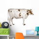 Holstein cow, 4 years old, standing against white background Wall Decal