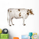 Holstein cow, 4 years old, standing against white background Wall Decal