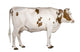 Holstein cow, 4 years old, standing against white background Wall Decal