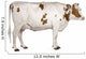 Holstein cow, 4 years old, standing against white background Wall Decal