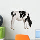 Farm Decals - Holstein cow, 13 months old, standing against white background Wall Decal