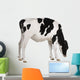 Farm Decals - Holstein cow, 13 months old, standing against white background Wall Decal