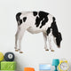 Farm Decals - Holstein cow, 13 months old, standing against white background Wall Decal