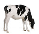 Farm Decals - Holstein cow, 13 months old, standing against white background Wall Decal