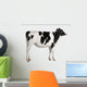 Holstein cow, 13 months old, standing against white background Wall Decal