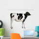 Holstein cow, 13 months old, standing against white background Wall Decal