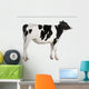 Holstein cow, 13 months old, standing against white background Wall Decal