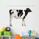 Holstein cow, 13 months old, standing against white background Wall Decal