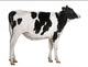 Holstein cow, 13 months old, standing against white background Wall Decal