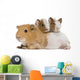 Mother Guinea Pig and