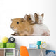 Mother Guinea Pig and