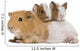 Mother Guinea Pig and