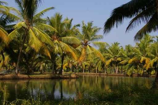 Backwaters Kerala Wall Decal