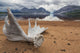Moose Antler Laying On The Shores Of Little Doctor Lake Wall Mural
