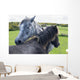 Horses on a lush green field Wall Mural