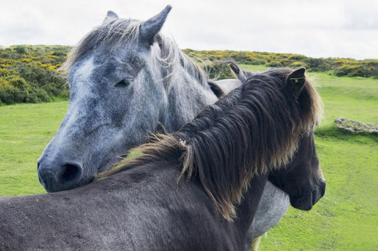 Horses on a lush green field Wall Mural