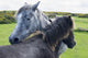 Horses on a lush green field Wall Mural