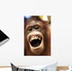 Laughing Orangutan