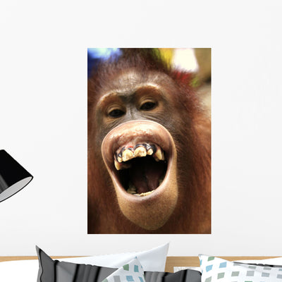 Laughing Orangutan shown on a wall