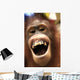 Laughing Orangutan