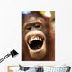 Laughing Orangutan