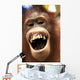 Laughing Orangutan